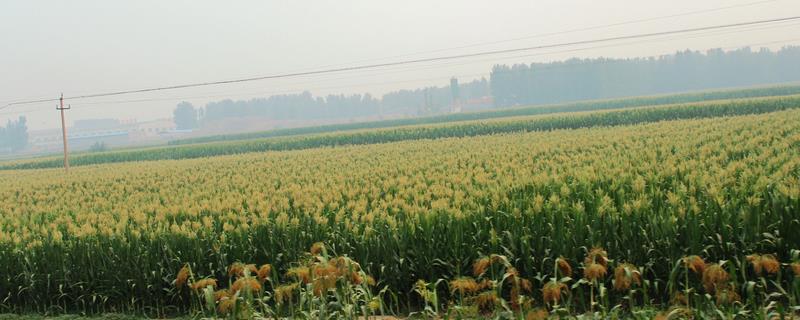 作物低等真菌病害有那些（低等真菌病害有哪些）