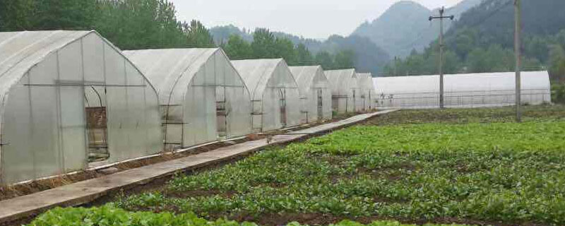 花卉大棚怎么做的 种植大棚怎么做