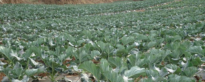 作物三基点温度是（农业的三基点温度包括）