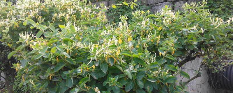 金银花在北方可以种植吗 金银花北方能种植吗