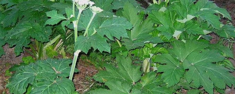 白芷是什么 白芷是什么意思