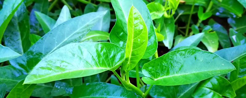 空心菜亩产多少斤（空心菜亩产多少斤左右?）