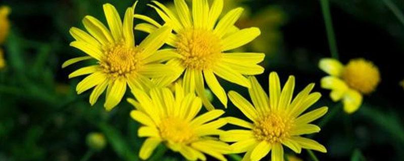 茼蒿菊花是玛格丽特花吗 玛格丽特菊花是多年生的吗