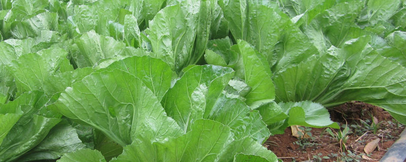 芥菜在南方叫什么 南方的芥菜和北方的芥菜是一种东西吗