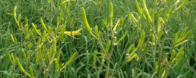 黄花菜地除草用什么除草剂（黄花菜田间用什么除草剂）