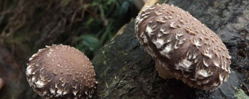 香菇为什么要去掉根部 香菇需要去除根吗