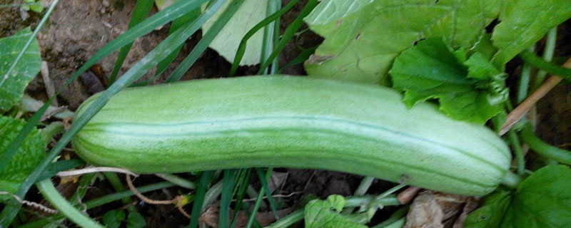 生菜瓜是什么 生吃的菜瓜学名叫什么