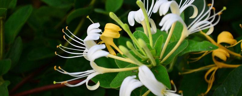 金银花容易生的病虫害（金银花常见病虫害及其防治方法）