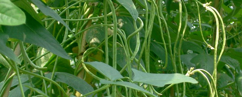 豇豆和红豆的区别 豇豆和小红豆的区别