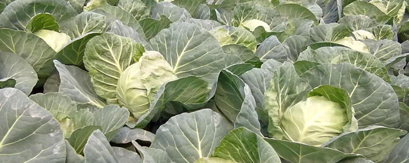 甘蓝圆白菜和圆白菜的区别(甘蓝菜与圆白菜的区别)