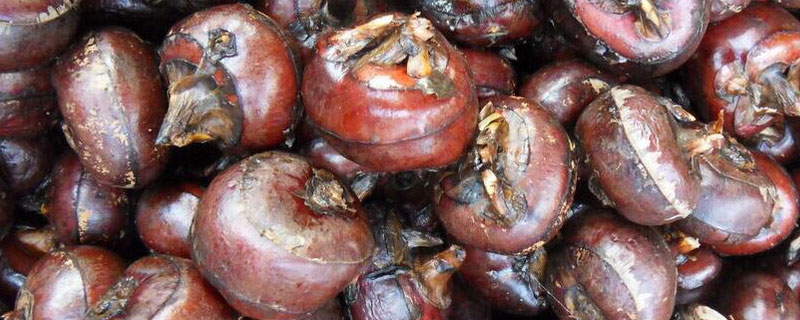 荸荠北方什么时候种（哪个地方种的荸荠最好）