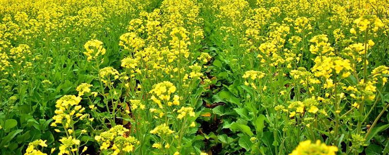 油菜田除草的时机 油菜田化学除草