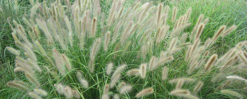 狼尾草移植是否能成活 杂交狼尾草是多年生吗