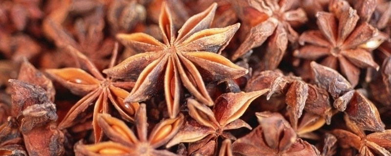 茴香的真假怎么辨别 真假大茴香区别