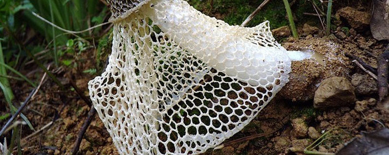 竹荪从哪里长出来的（竹荪是怎么长的）