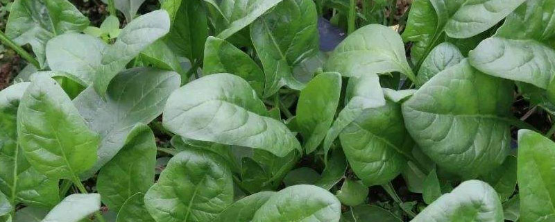 菠菜亩产量多少斤 菠菜每亩产量