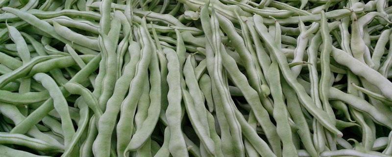 芸豆南方叫什么 芸豆南方人叫什么