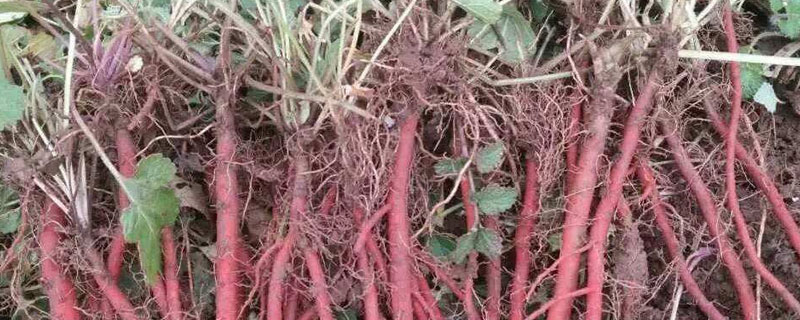 丹参与当归有什么区别 丹参与当归的区别