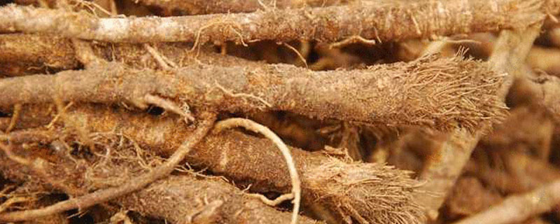 防风和防己的区别（防风和防己的区别和用途）