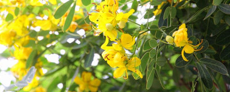 决明子北方能种植吗 决明子适合北方种植吗