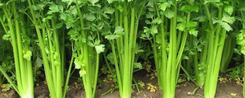 冬天怎样贮存芹菜（储存芹菜冬天吃怎么弄好）