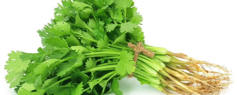 香菜冷库储藏技术 香菜冷库保鲜技术