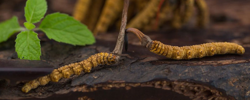 冬虫夏草种类 冬虫夏草种类图片