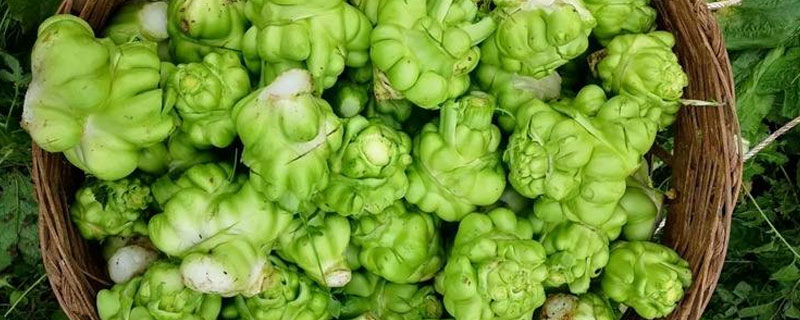 榨菜在地里长什么样（榨菜长啥样子）