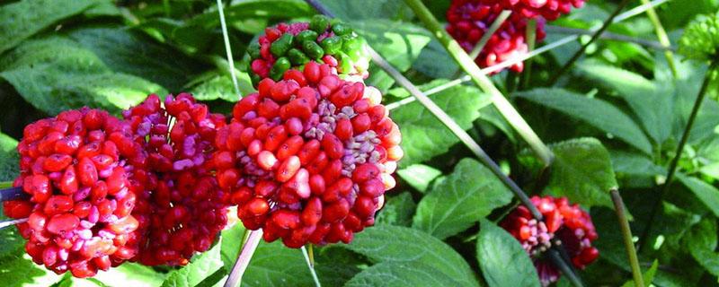 三七是什么 三七是什么药?