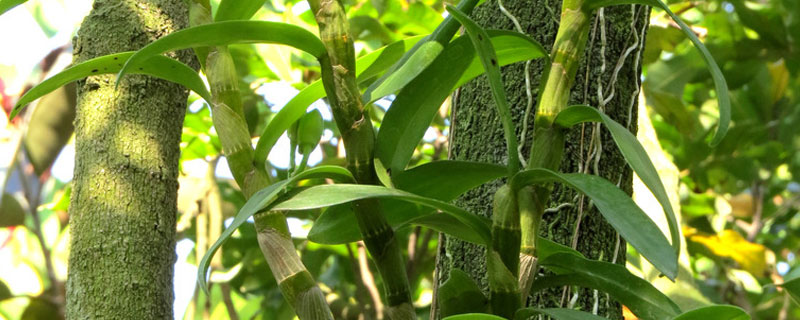 石斛北方可以种植吗 石斛在南方怎么种植