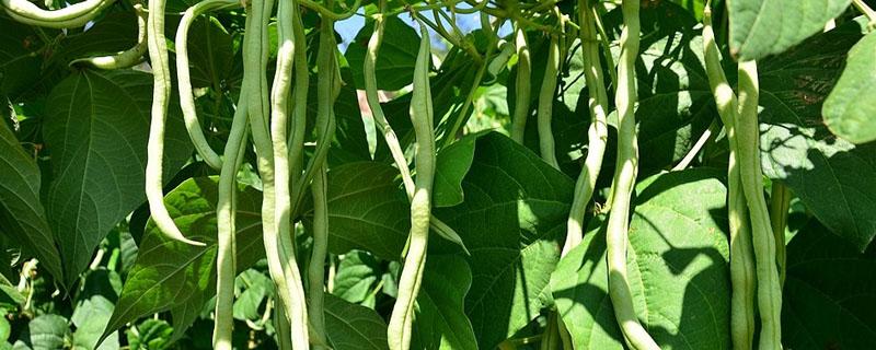 豆角苗根烂是咋回事（豆角苗烂茎打什么药）