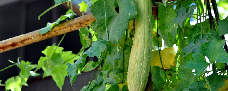 丝瓜棚用什么搭好一点（大棚丝瓜与什么可以套种）