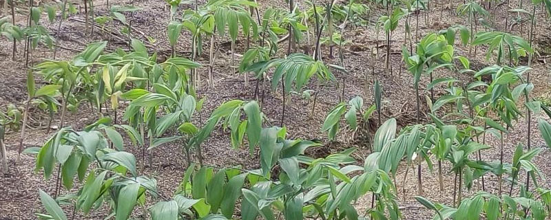 黄精地用什么除草剂（黄精地除草用什么药）