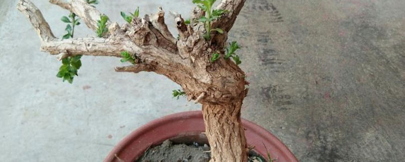 枸杞老桩如何栽培 枸杞苗盆景如何养成老桩