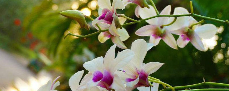 石斛为什么不开花（石斛不长叶子只开花）