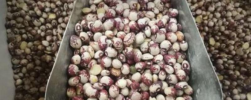 豇豆与熊猫豆的区别（熊猫豆和豇豆哪个好吃）