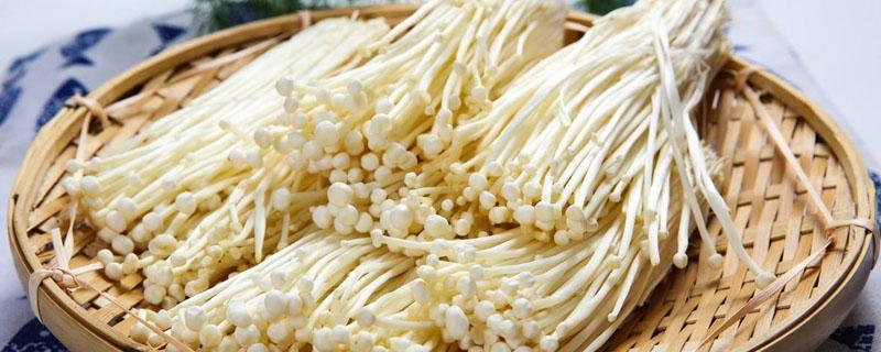 金针菇品种(金针菇品种图片大全大肥菇)