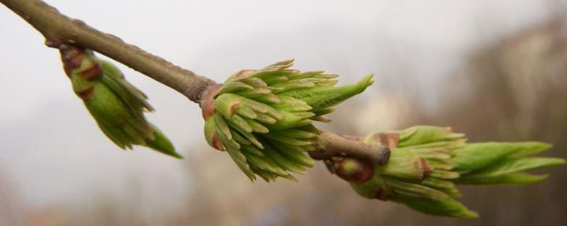 杜仲开花吗（杜仲花什么时候开花）