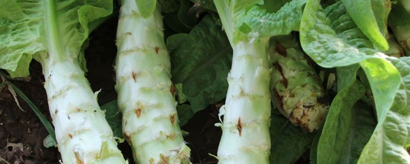 莴笋三青和二青的区别（青笋二青和三青的区别）