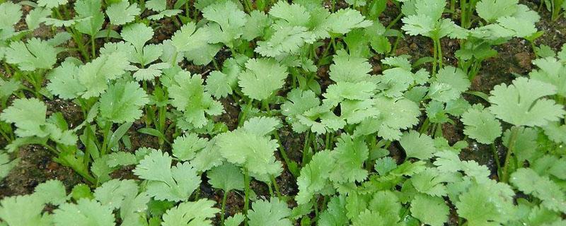 香菜怎么种植容易发芽 香菜怎么种植容易发芽视频