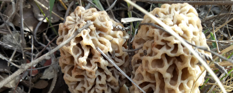 羊肚菌菌霜与菌丝关系（羊肚菌菌霜是什么）