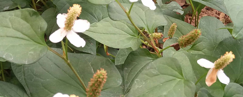 鱼腥草哪个季节生长（鱼腥草是哪个季节生长的）