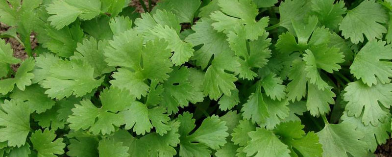 香菜四季都能种吗 香菜这个季节可以种吗