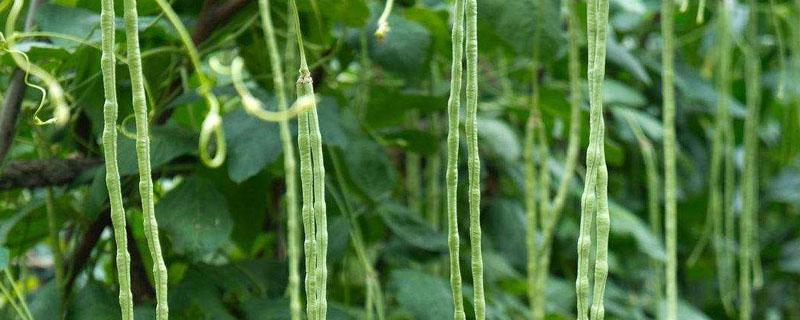 豇豆搭架的简便方法 豇豆怎样搭架子
