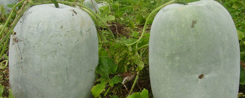 冬瓜南瓜丝瓜是植物吗(丝瓜冬瓜南瓜是植物吗?)