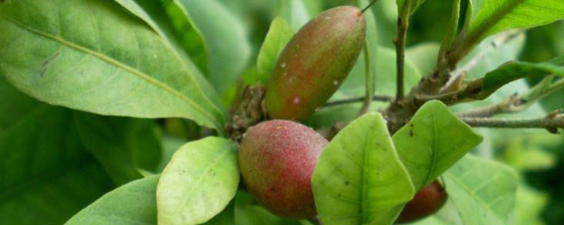 黄连果是什么样子 黄连果是什么味道