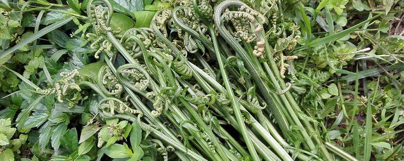 蕨菜发苦怎么回事 蕨菜很苦怎么办