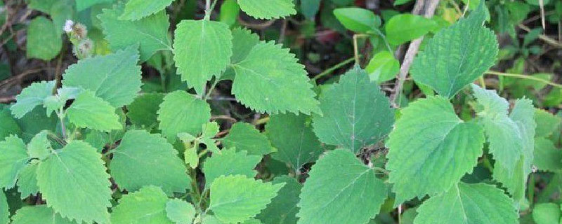 防风草是萝卜吗 防风是野胡萝卜吗