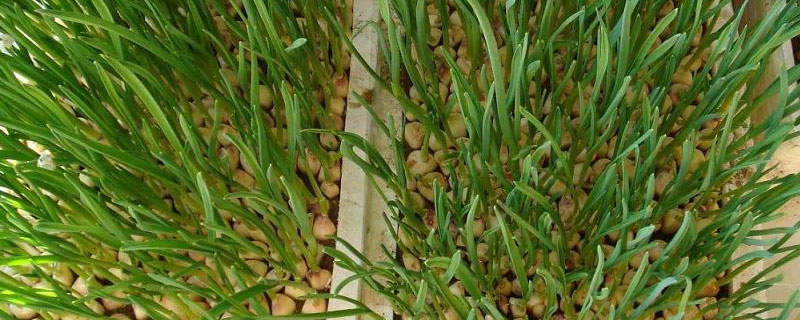 蒜苗大棚种植技术与时间（大棚蒜苗生长周期）