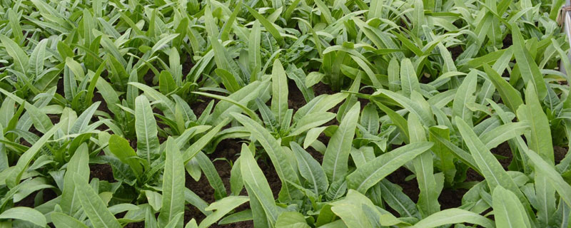 油麦菜和莴笋叶的区别（莴笋叶）